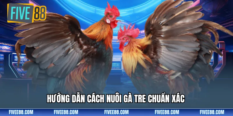 Hướng dẫn cách nuôi gà tre chuẩn xác 