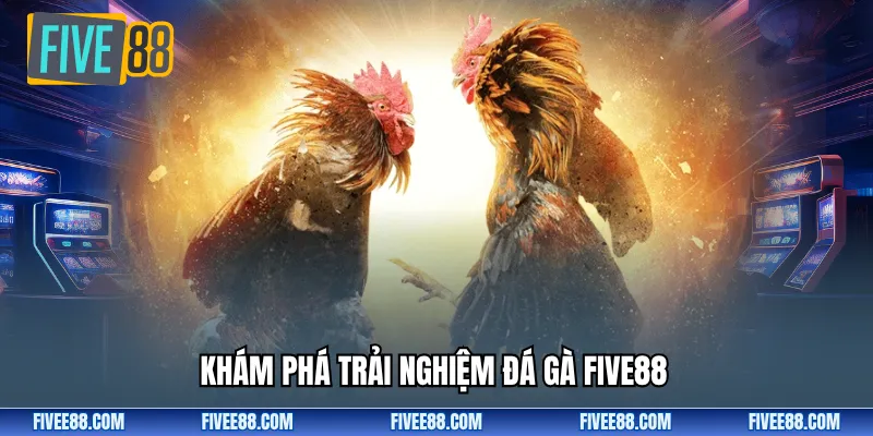 Khám phá trải nghiệm đá gà FIVE88